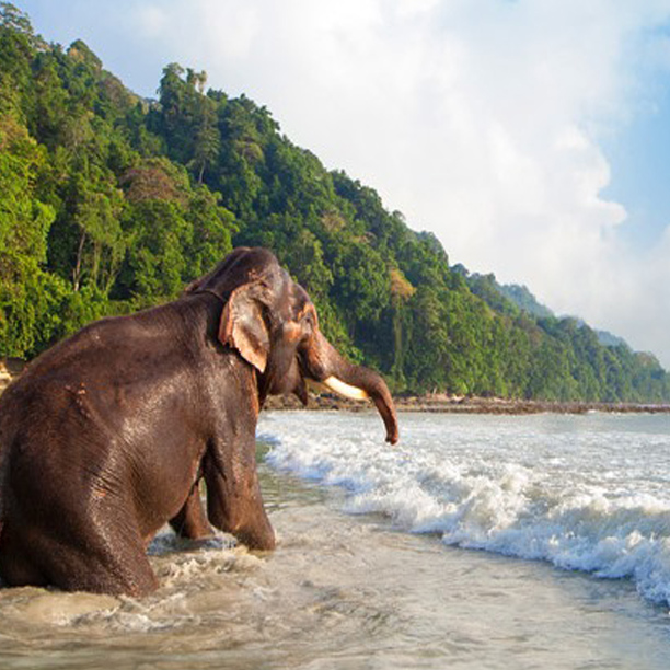 Tour Package for Andaman and Nicobar Island
                            